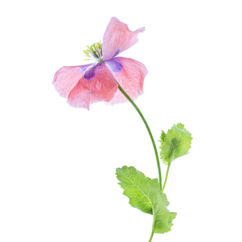 Wrapped Canvas Print, 76.2 cm H x 50.8 cm W