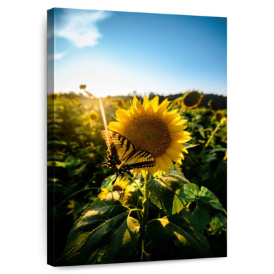 Harnek tournesol amour