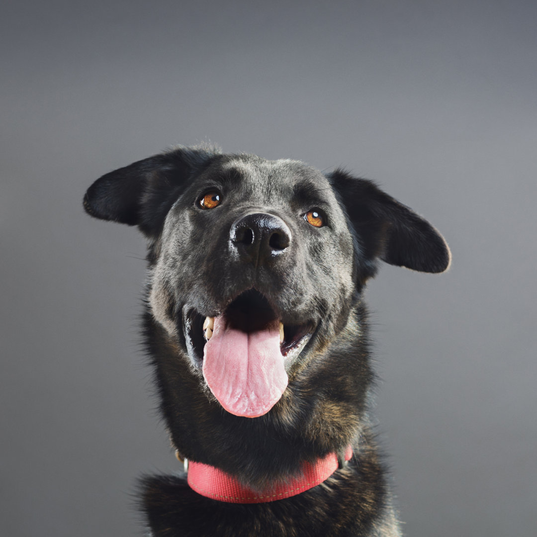 Rasse Hund Porträt von SensorSpot - Kunstdrucke auf Leinwand