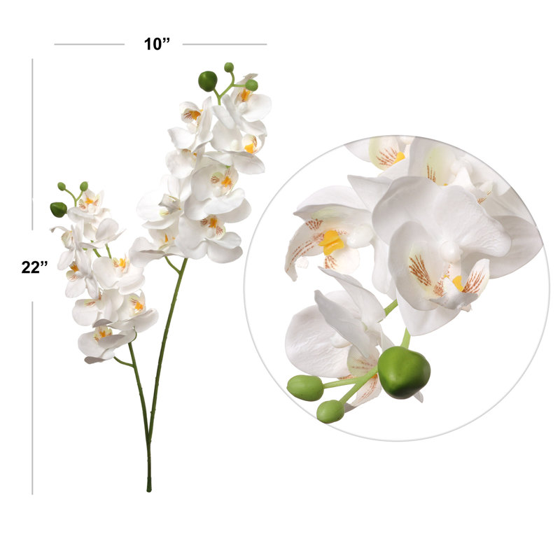 Orchidée