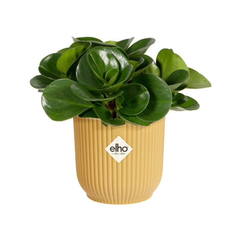 Pot Planter, 6.5cm H x 7cm W x 7cm D, Butter Yellow