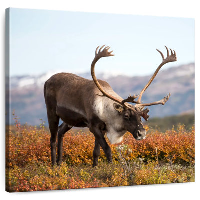 Brampt Denali Reindeer