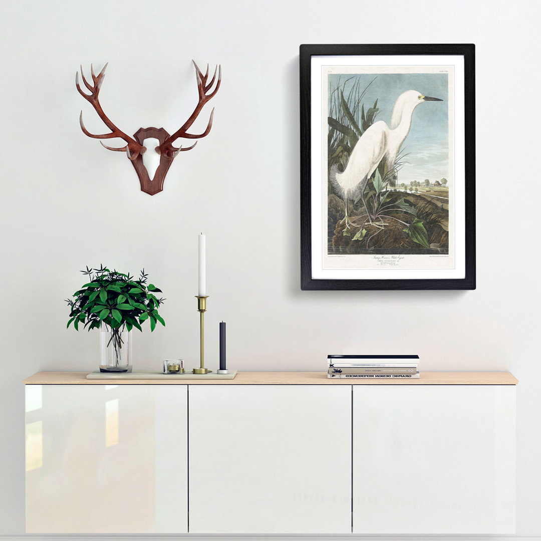 Snowy Heron by John Audubon - Framed Print