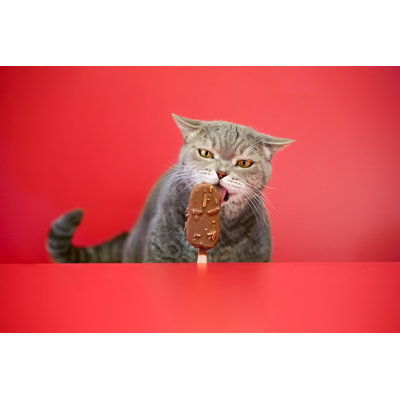 Cat Licking Chocolate Ice Cream by 101Cats