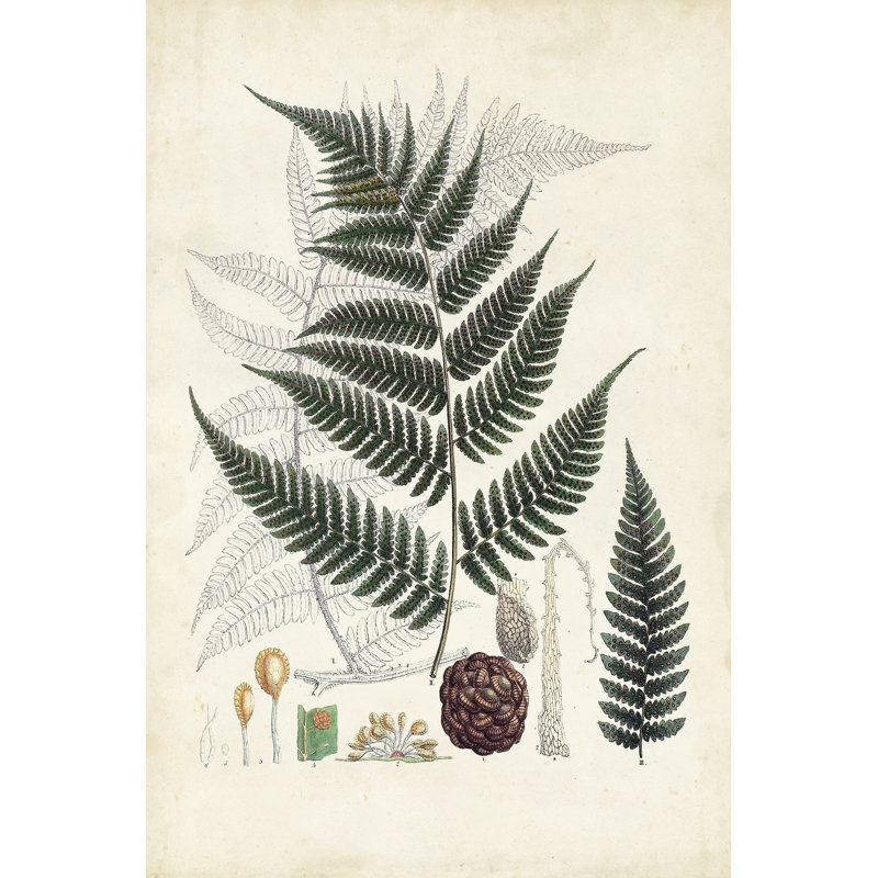Collected Ferns VI - Wrapped Canvas Graphic Art, 46cm H x 30cm W