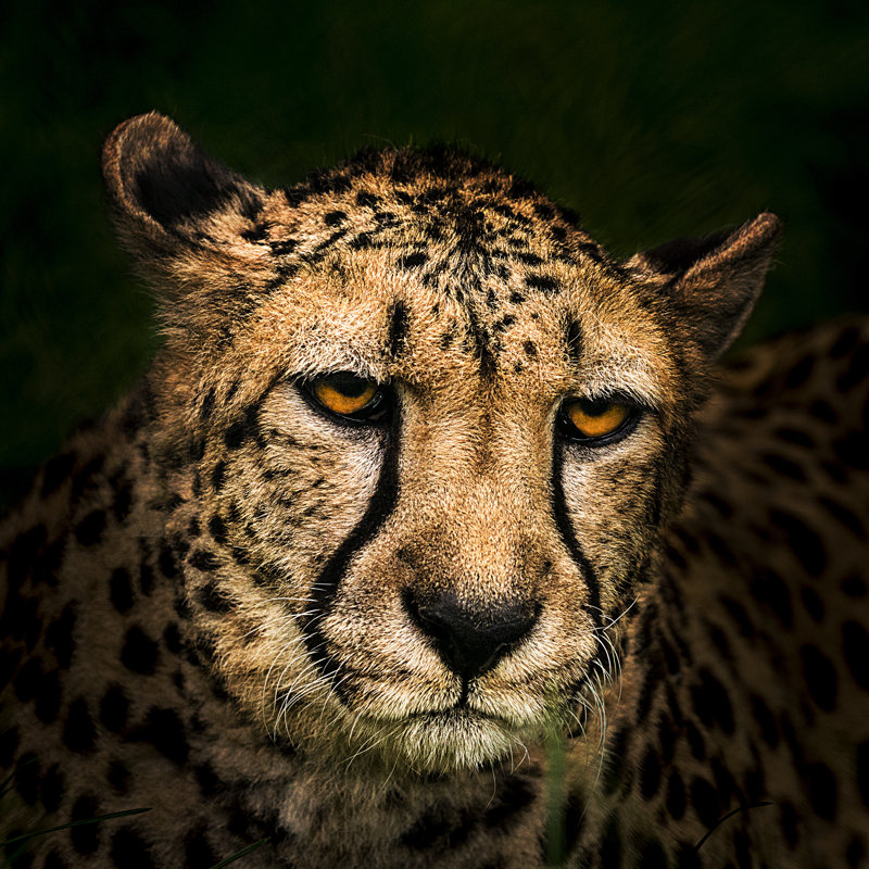Portrait Of Hunting Cheetah - Wrapped Canvas Print, 76cm H x 76cm W x 3.8cm D