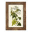 Olive Greenery VI - reproduction d'un seul cadre photo-883564707-883564728