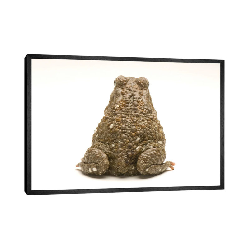 An Egyptian Or Square-Marked Toad At The National Mississippi River Museum And Aquarium by Joel Sartore - Gallery-Wrapped Canvas Giclée on Canvas