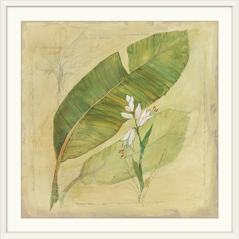 «Botanical Study I» Sola, reproduction d'art, H 24 po x l 24 po x P 1 po, Cadre noir