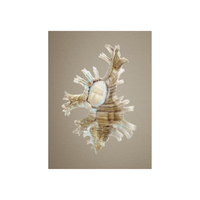 Shells On Champagne II Print by Sofia Fox