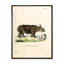 Rhinocéros rétro - peinture sur toile-59815751-59815755