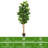 72'' Faux Banyan Tree in Pot