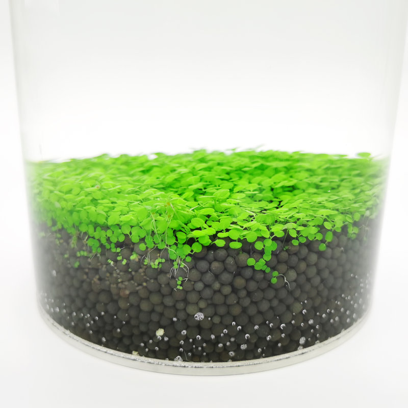 Rebrilliant® Eco-Container Sealable Acrylic Cylinder Aquarrium Terrarium 265E1FC3E1E343449E7C3153679C66F9