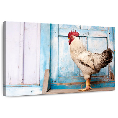 Crowle Domesticated Rooster