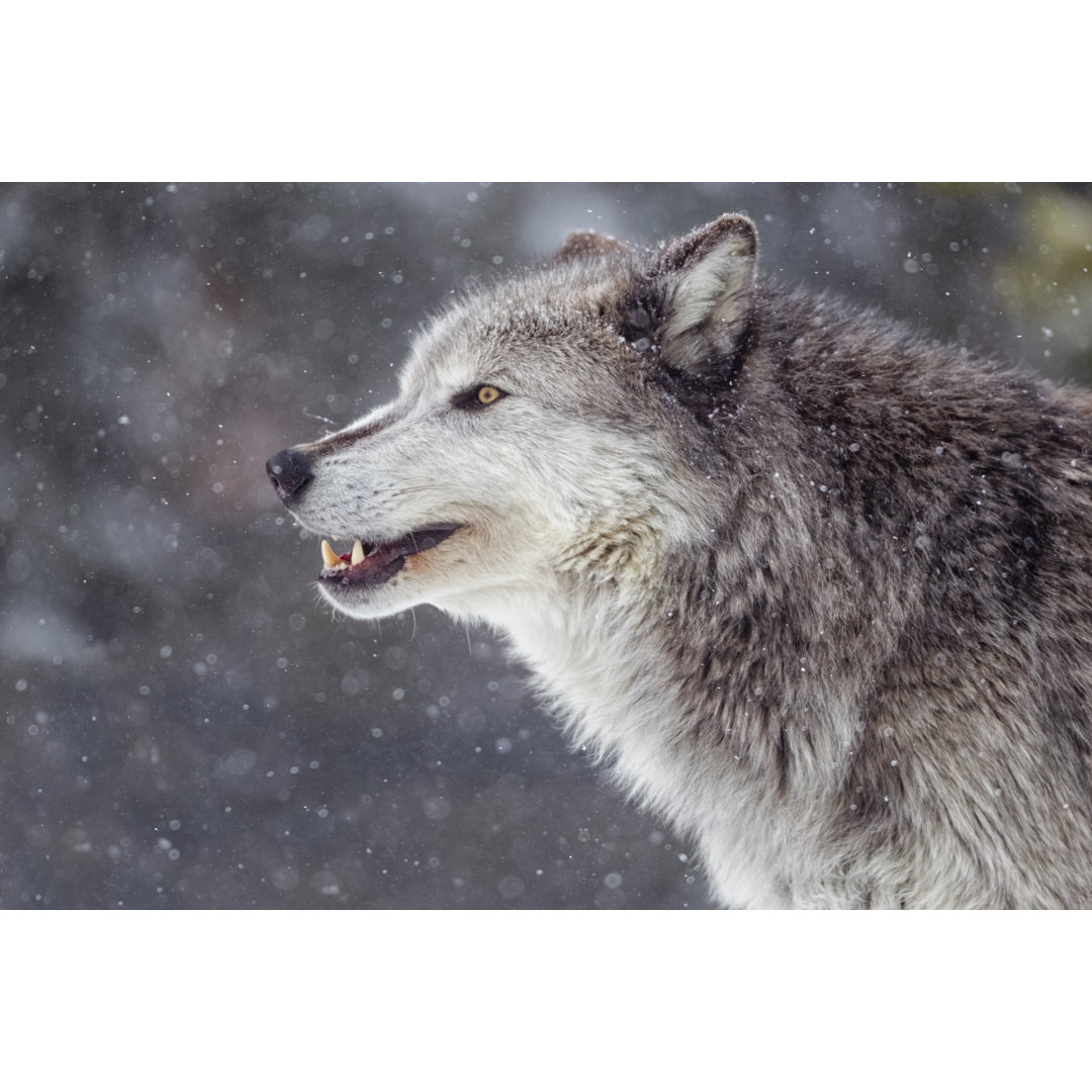 Winter Wolf von KenCanning - Drucken