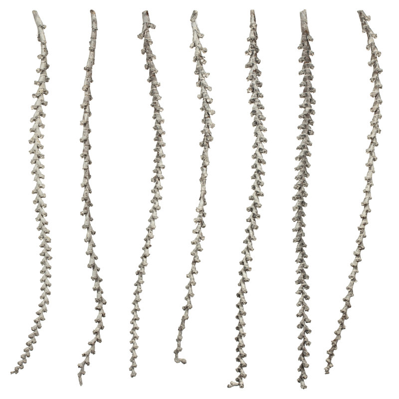 Primrue 40-48 "blanc clair échelle branches - XL, droit, 7 tiges, séché