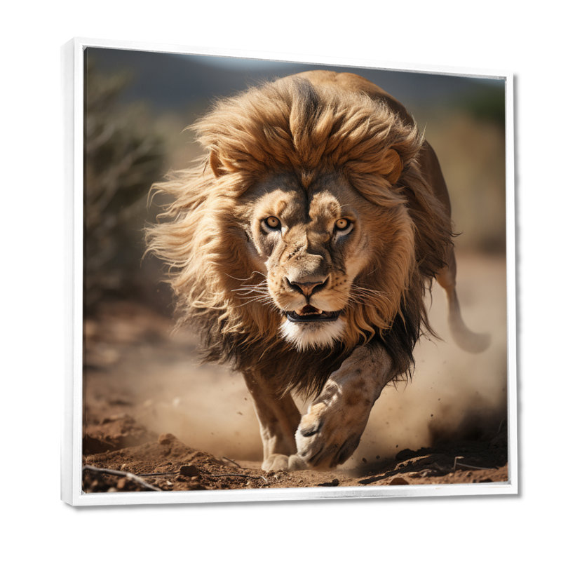 African Lion Running - Lion Wall Art, 44" H x 44" W, White Floater Framed