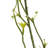 Mountain Prunus Arrangement