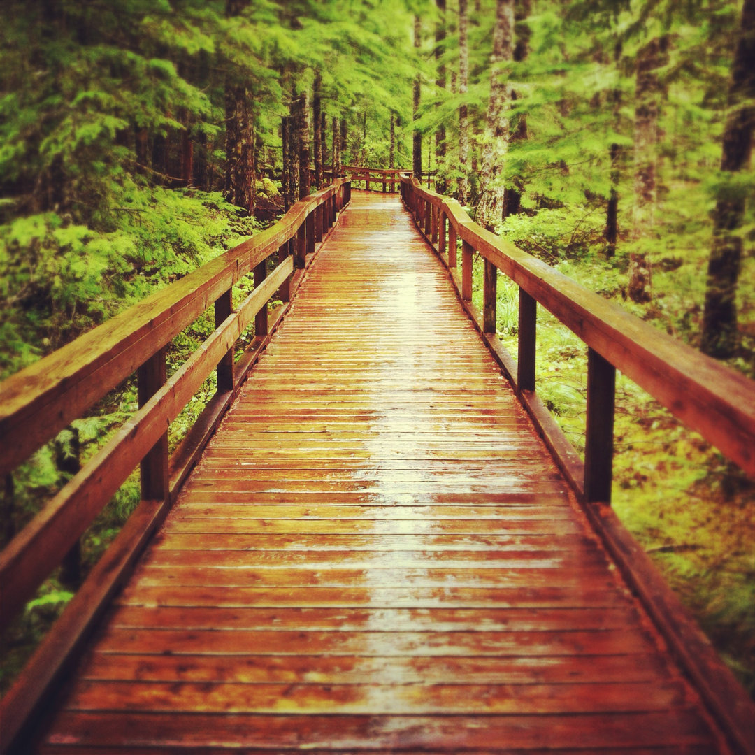 Boardwalk Through The Forest von Andipantz - Drucken