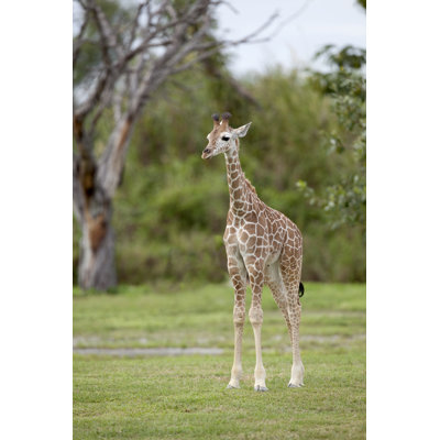 Baby Giraffe by TexPhoto - No Frame Print on Canvas