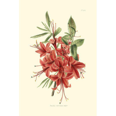 Flowering Shrub II by Edmonston & Douglas - Wrapped Canvas Print