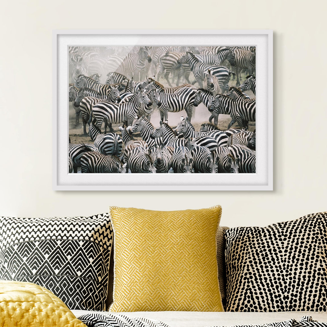 Gerahmtes Poster Herd of Zebras