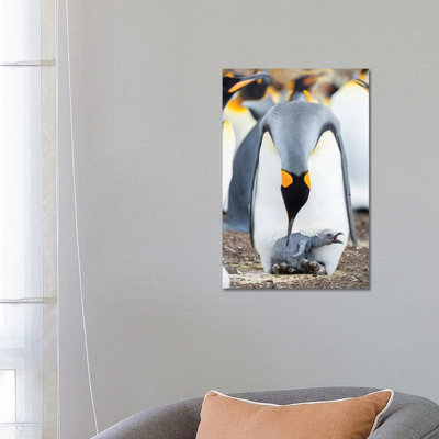 King Penguin Chick Begging For Food While Resting On The Feet Of A Parent, Falkland Islands. by Martin Zwick - Wrapped Canvas Print
