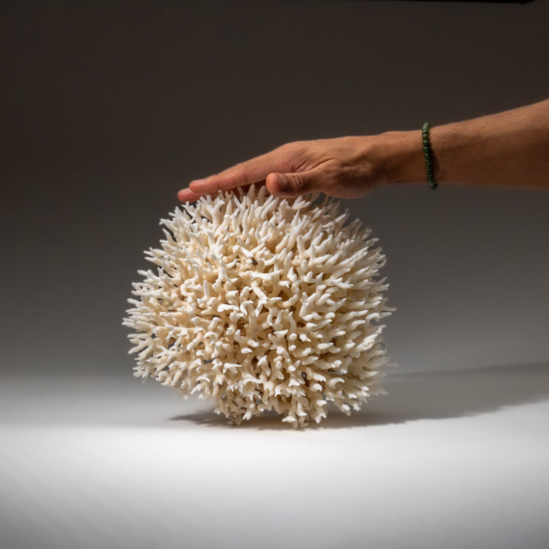 Genuine Birds Nest Coral (2.5 Lbs)