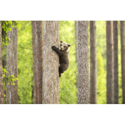 Climbing Cub by Guyonbike - Wrapped Canvas Print