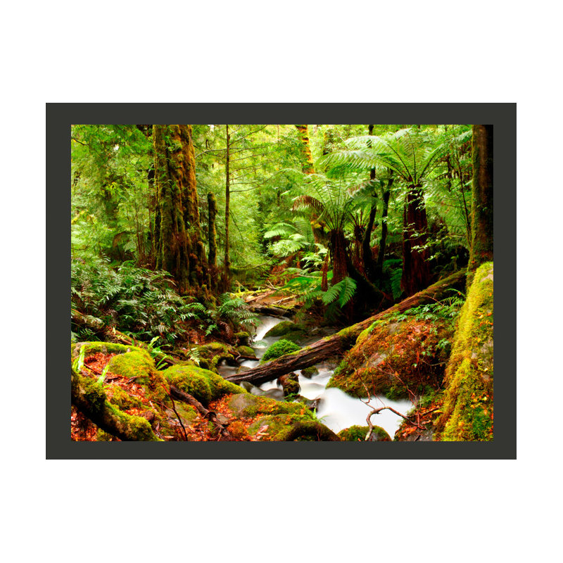 Evergreen Rainforest 2.7m x 350cm Wallpaper, 400 cm x 309 cm