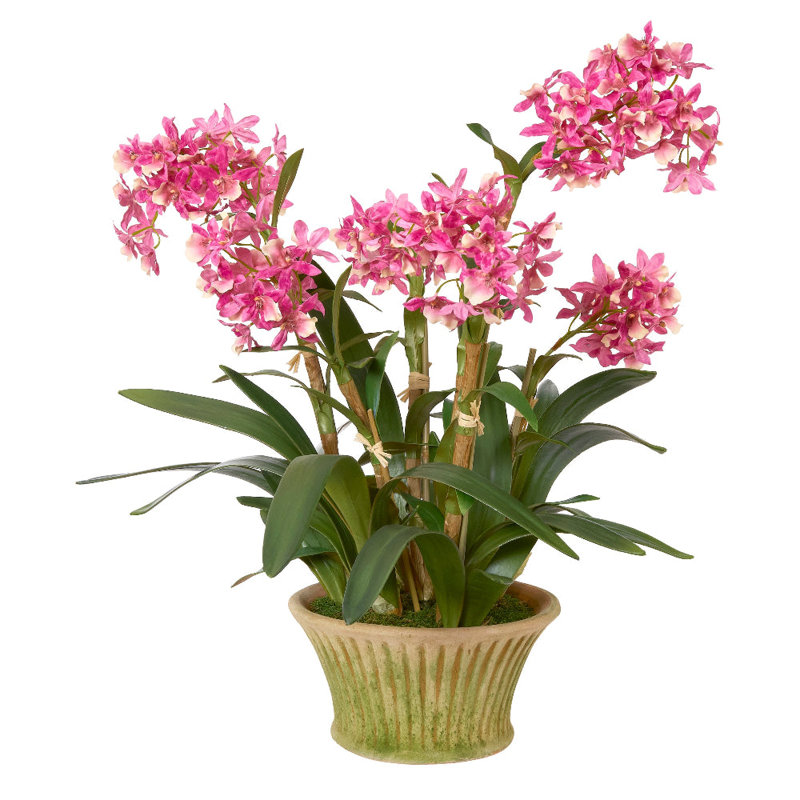 Orchidées Dendrobium dans un pot Mossy