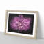 Pink Dahlia Flower - Picture Frame Graphic Art Print-56861348-56861347