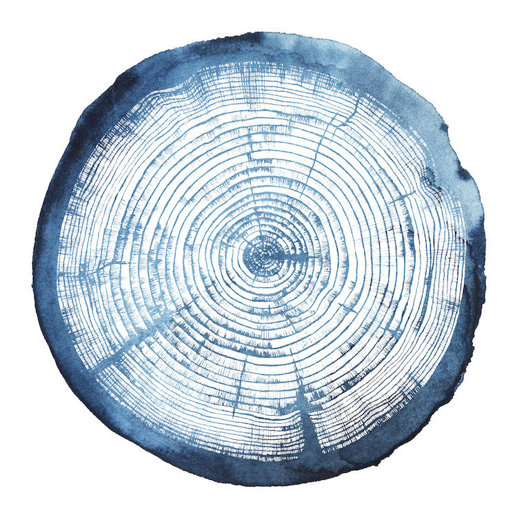 « tree ring overlay i », impression sur toile, H 18 po x l 18 po x P 1,5 po, Toile encadrée noire, Pas de tapis