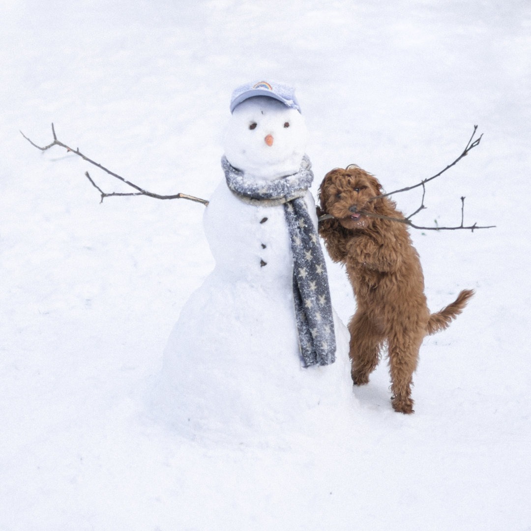 Schneemann und Welpe von Ellenmoran - Kunstdrucke auf Leinwand