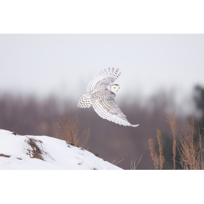 Snowy Owl by Rpbirdman - Wrapped Canvas Print