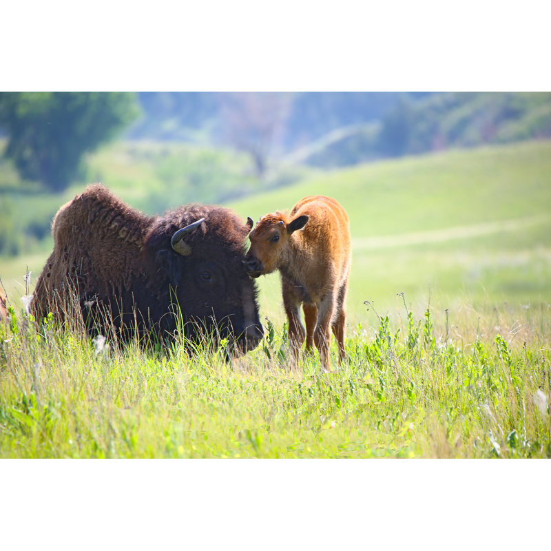 Bison And Calf by Endrudphotography - Wrapped Canvas Print, 61cm H x 91cm W x 3.8cm D