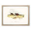 Chinese Quail by Elizabeth Gould - Picture Frame Painting Print-55546003-55546004