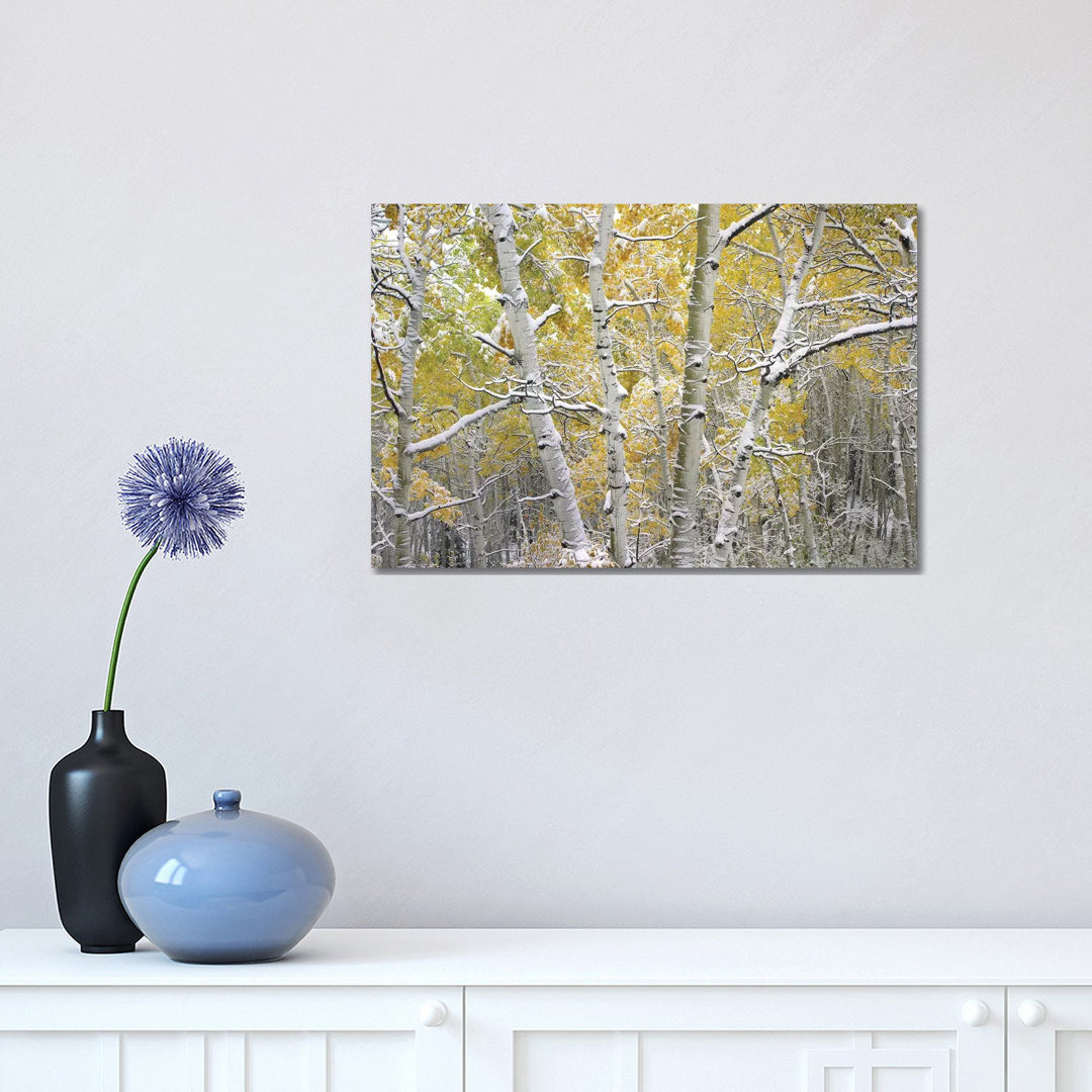 Quaking Aspen Trees Covered With Snow Near Kebbler Pass, Gunnison National Forest, Colorado I by Tim Fitzharris - Wrapped Canvas Print
