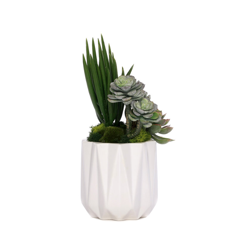 Succulent in Pot
