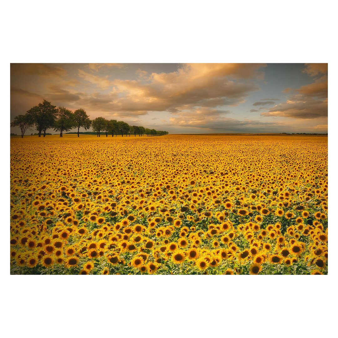 Matt Fototapete Feld mit Sonnenblumen 3,2 m x 480 cm