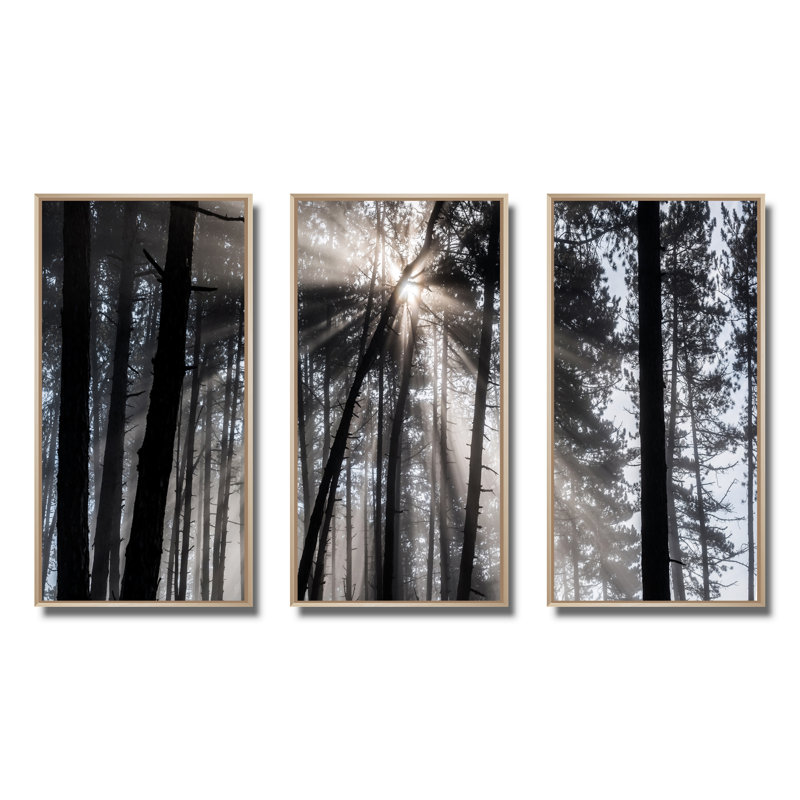 Rayons de soleil à travers la forêt blanche noire - ensemble d'art mural sur toile encadré forêt, H 28 po x l 36 po, Brun