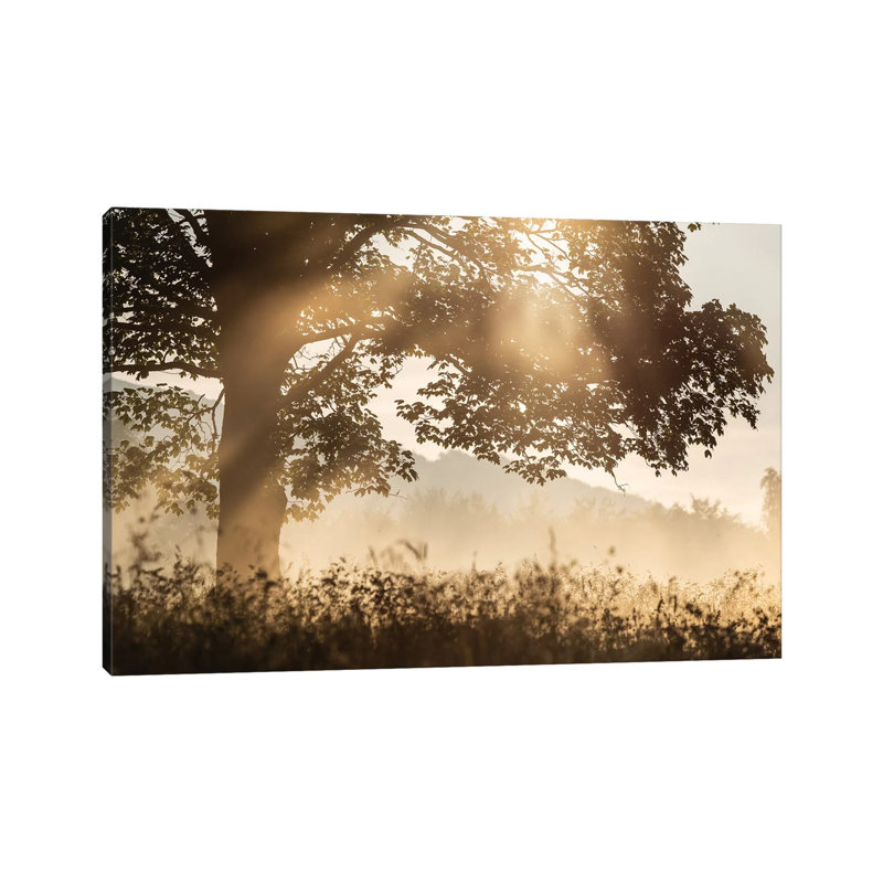 Poland, Sunrise Tree by Mikolaj Gospodarek - Wrapped Canvas Print, 66.04 cm H x 45.72 cm W x 1.91 cm D