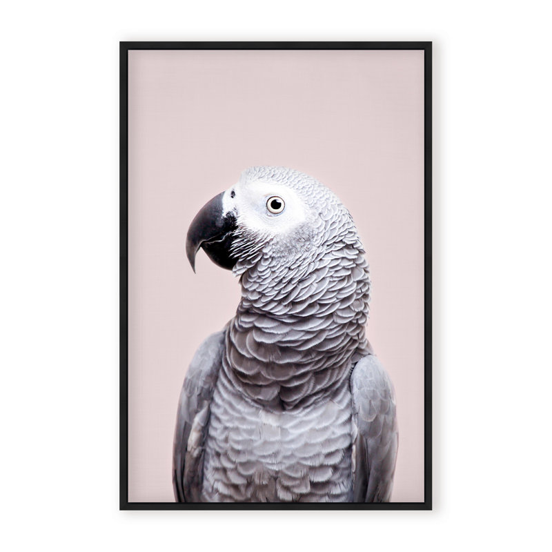 Nature Inspired African Gray by  - Picture Frame Photograph on Paper, Framed Canvas, 36" H x 24" W x 2.375" D, White