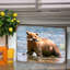 Bloc de bois ours Schlegel-1665569438