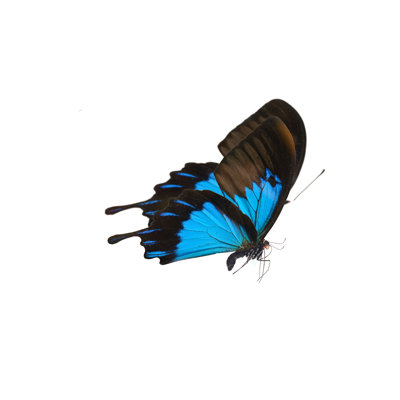 Abdullaah Butterfly - Wrapped Canvas Print
