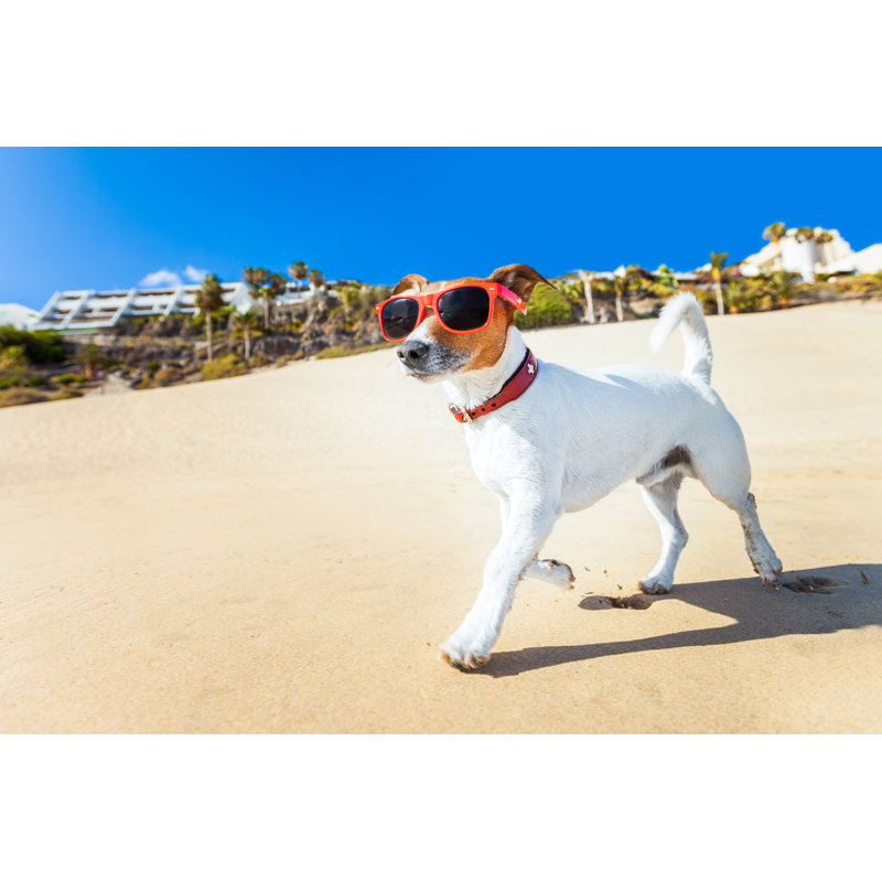 Chien qui court sur la plage par Damedeeso - Photographie sur toile tendue, H 8 po x l 12 po