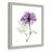 Derald 'Purple Rose II' Framed Print