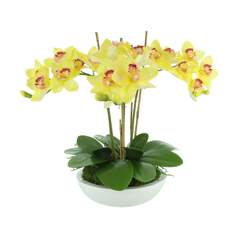 Orchidées disposées en pot de fibres, Jaune