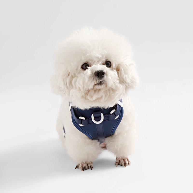 Harnais pour animal de compagnie Arlo, Small, Marine