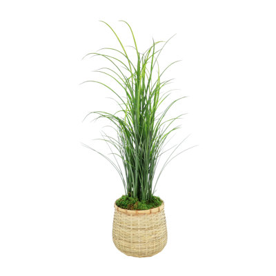 Herbe en pot de bambou